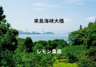来島海峡大橋 レモン農園